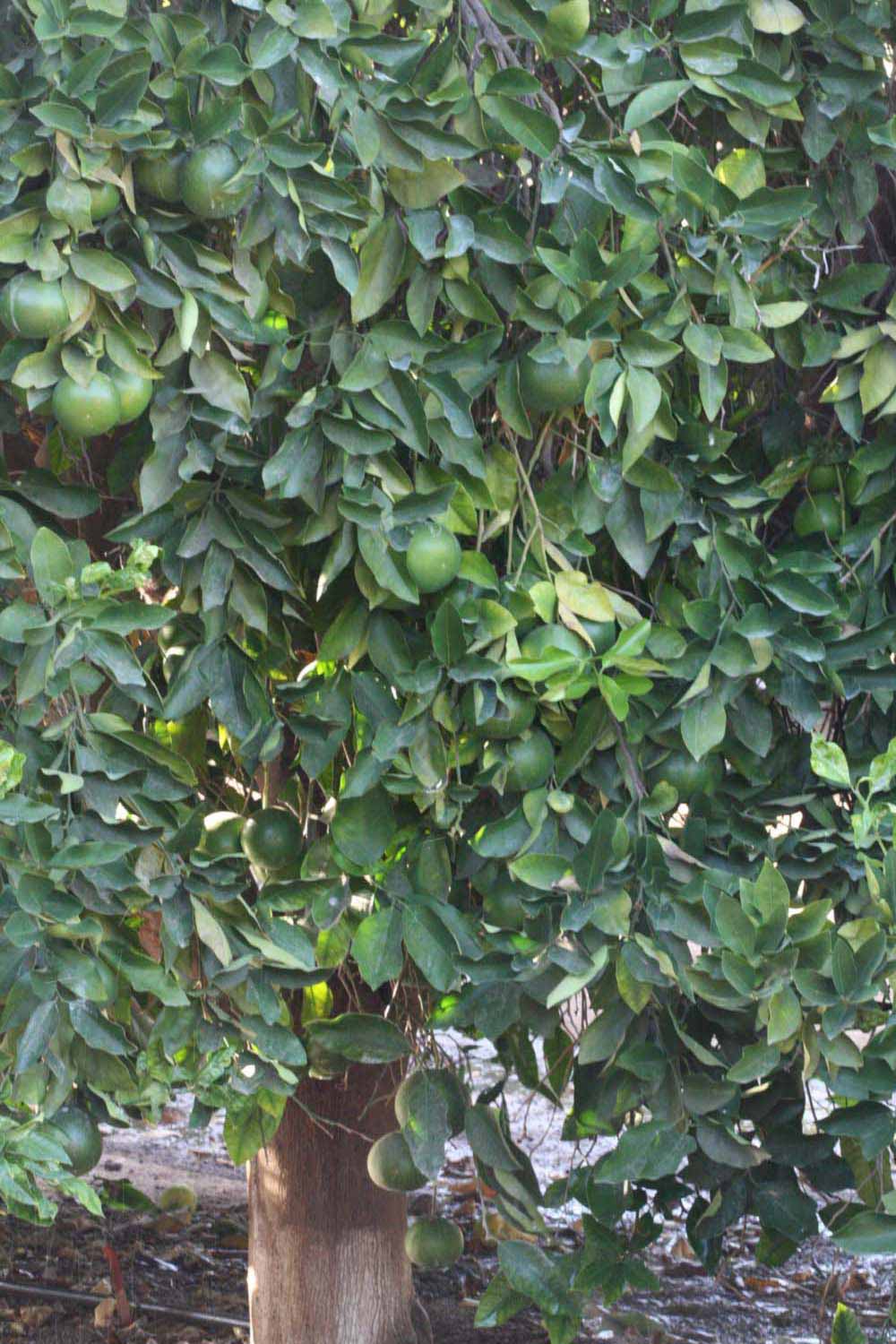            Habit (Riverside, CA)   